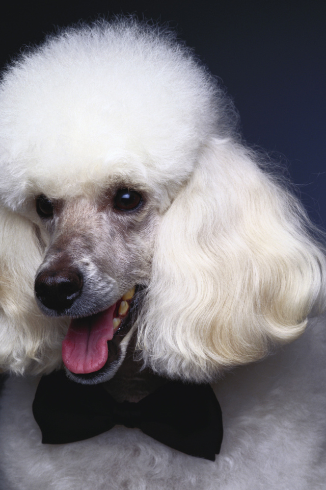 Пушистый белый пудель с черной бабочкой на шее