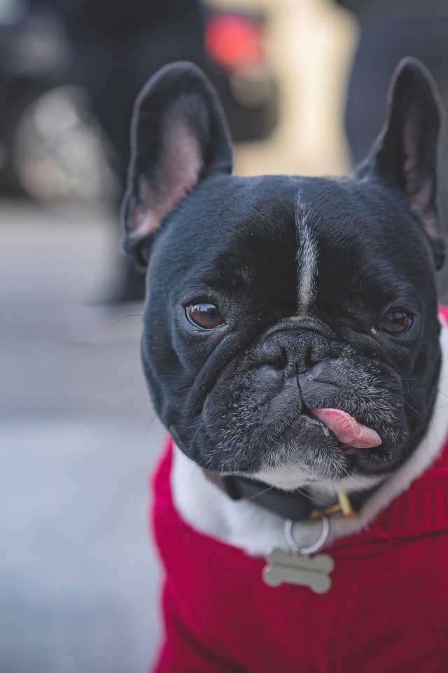 Французский бульдог в свитере с высунутым языком