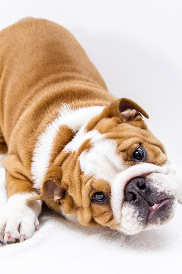 Забавный бульдог на белом фоне