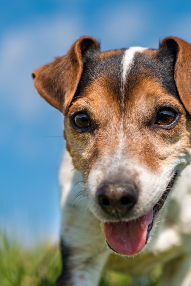 Смешной пес породы Джек-рассел-терьер крупным планом