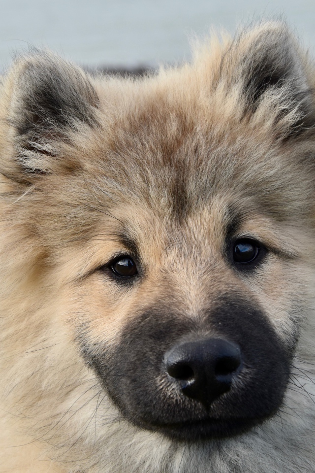 Funny fluffy puppy Eurasier breed close-up