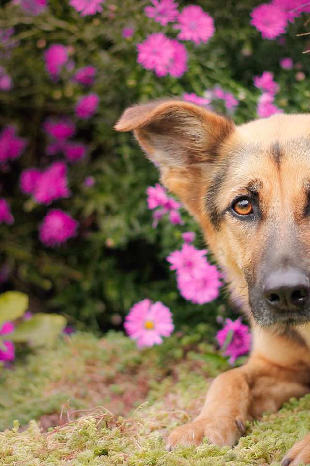 Немецкая овчарка лежит в розовых цветах