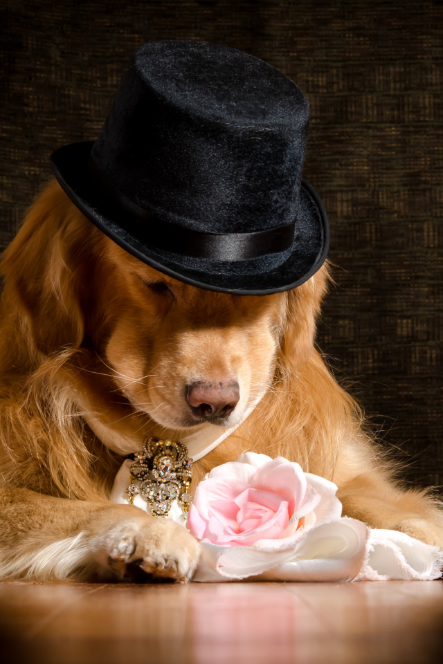 Золотистый ретривер в черной шляпе с розовой розой