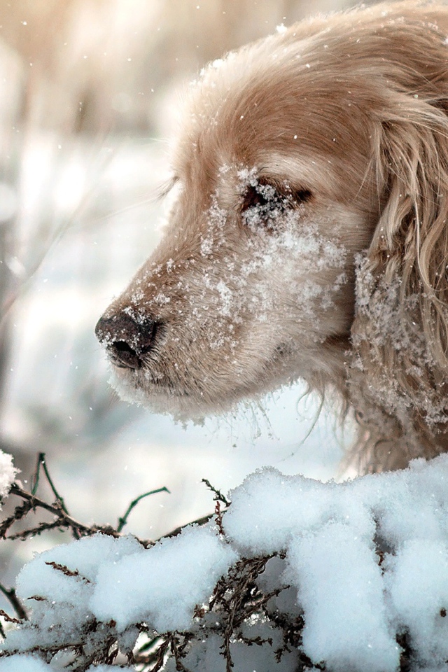 Золотистый ретривер с мордой в снегу