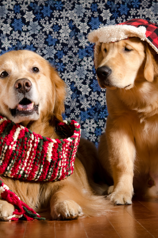 Golden Retriever with a scarf around his neck and a Golden Retriever in a hat against the wall
