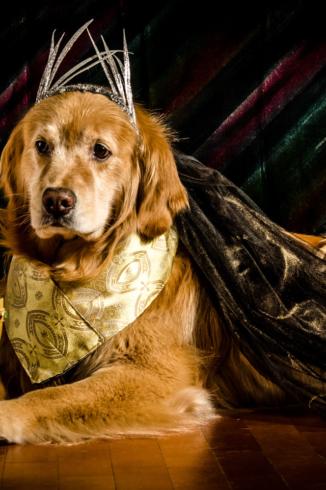 Золотистый ретривер в костюме с кубком