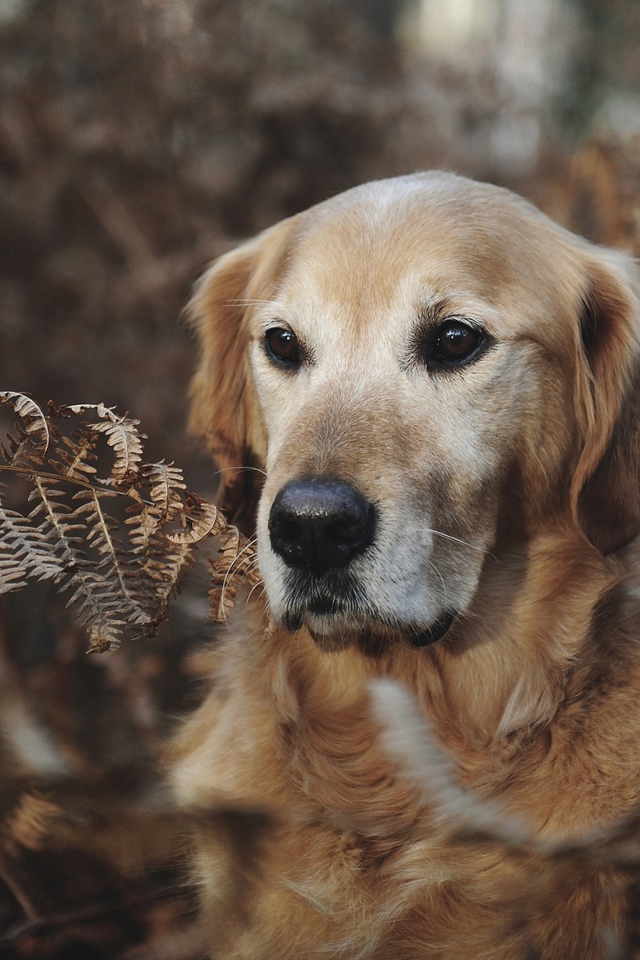 Золотистый ретривер сидит в траве 