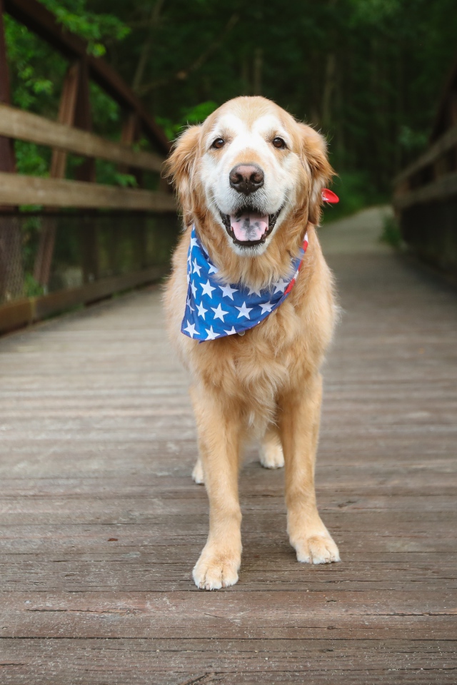 Золотистый ретривер с платком на шее стоит на мосту