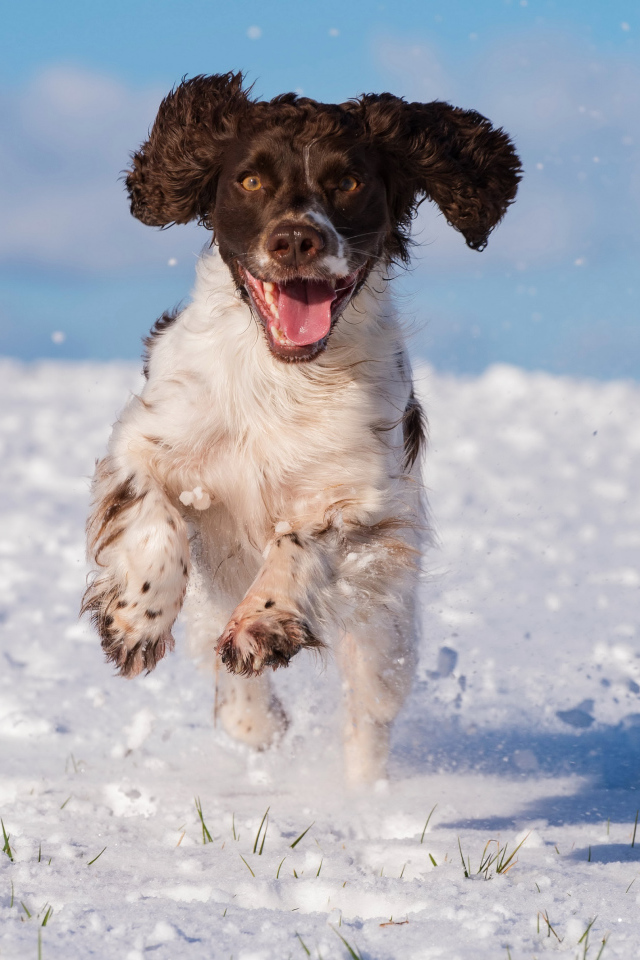Довольный спаниель бежит по снегу 