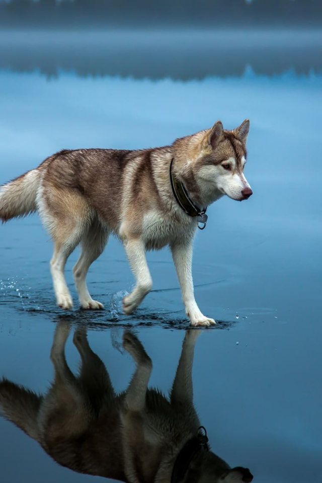 Хаски идет по воде 