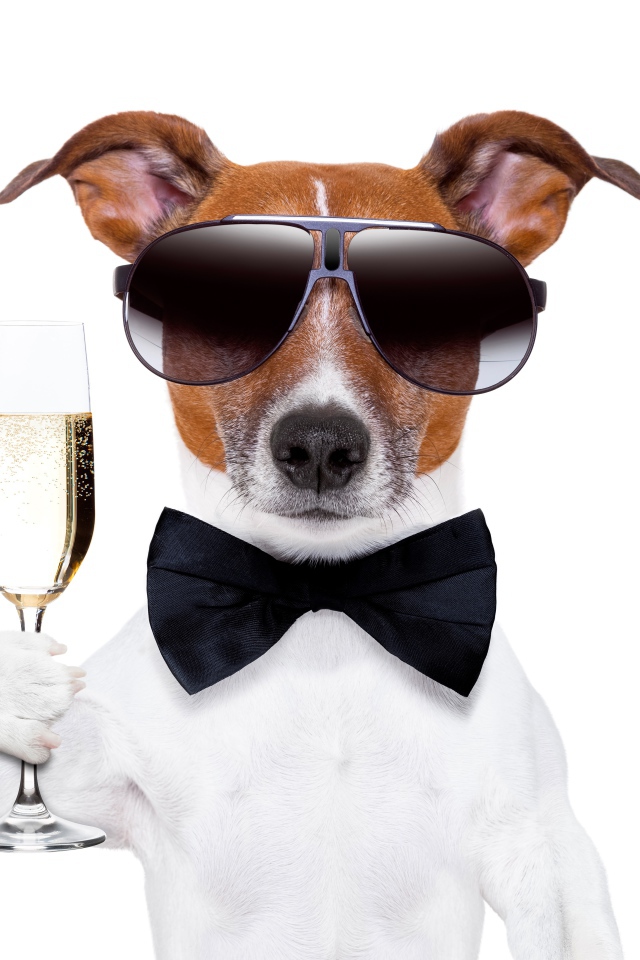 Jack Russell Terrier in glasses and bowtie with a glass in his hand on a white background.
