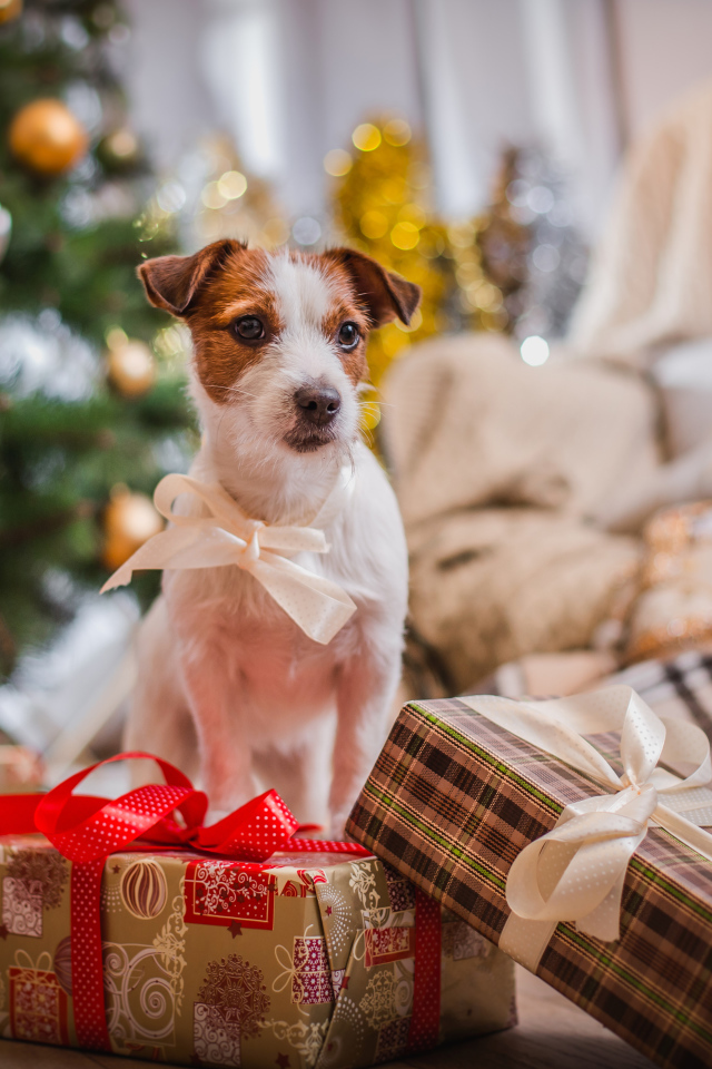 Джек Рассел Терьер с новогодними подарками у елки