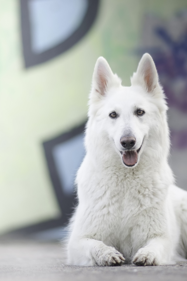 Большая белая овчарка с высунутым языком