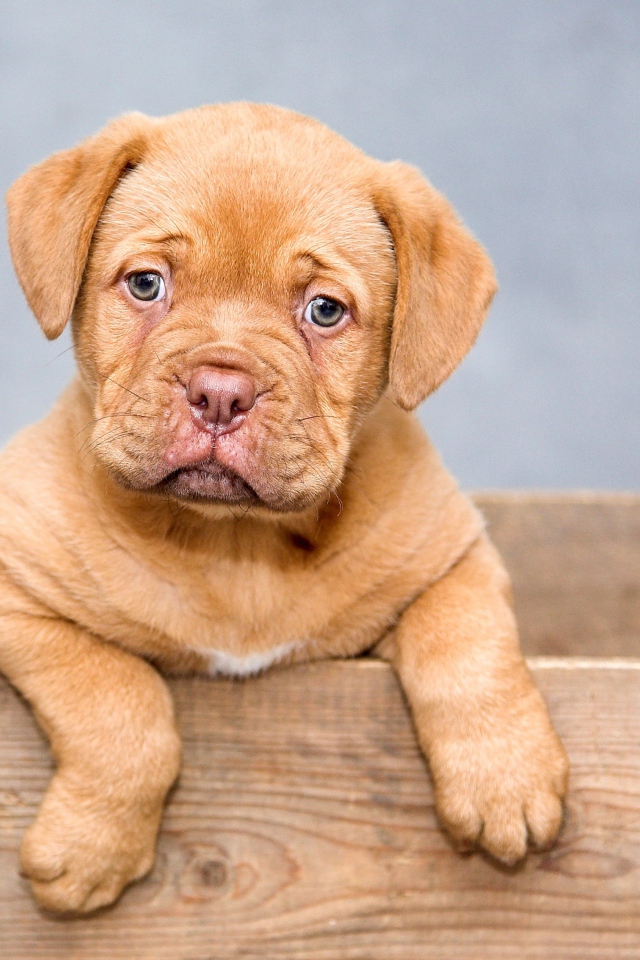 Маленький щенок Бордоского дога в ящике