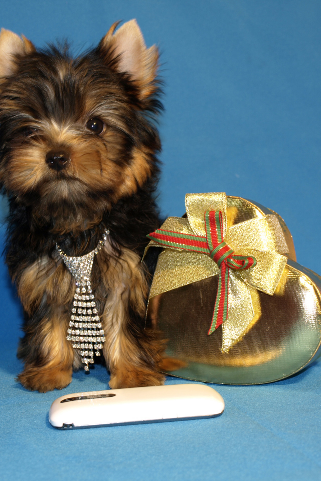 Маленький йоркширский терьер с коробкой на голубом фоне