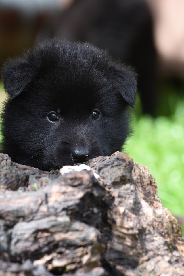 Маленький черный щенок бельгийской овчарки