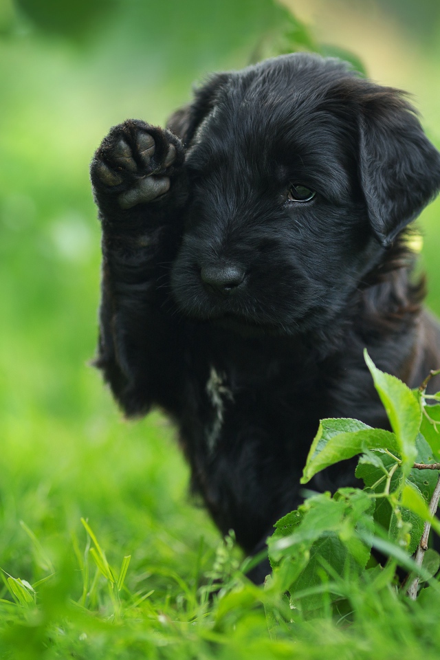 Маленький черный щенок с поднятой лапой сидит в зеленой траве