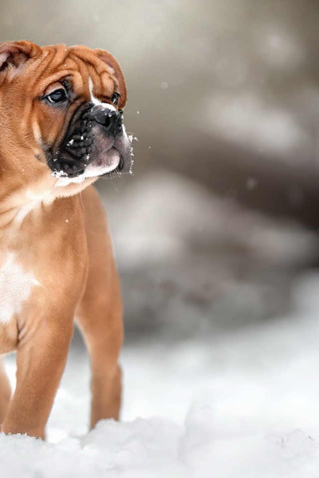 Маленький щенок боксера на снегу