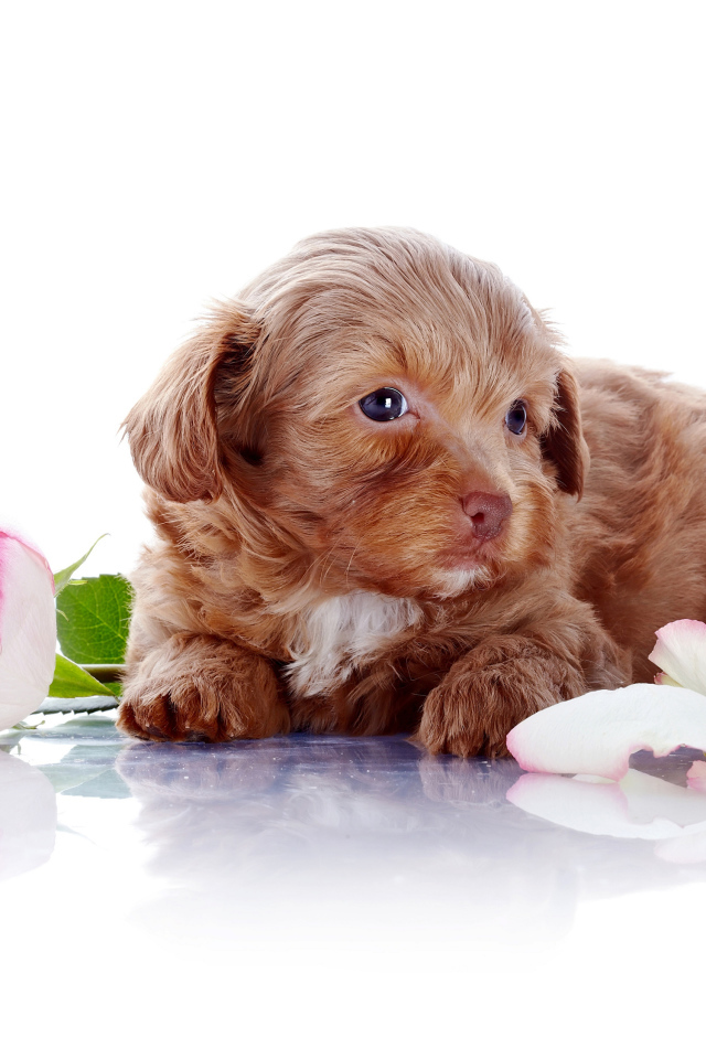 Little brown puppy with a pink rose on white background