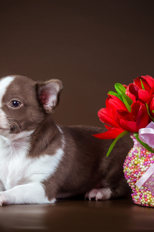 Little chihuahua with a bouquet on a brown background