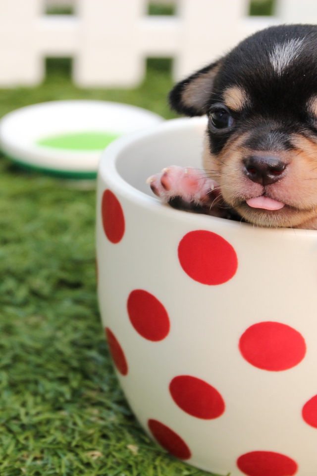 Маленький забавный щенок сидит в чашке