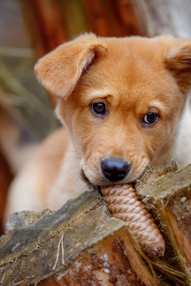 Маленький рыжий щенок грызет шишку