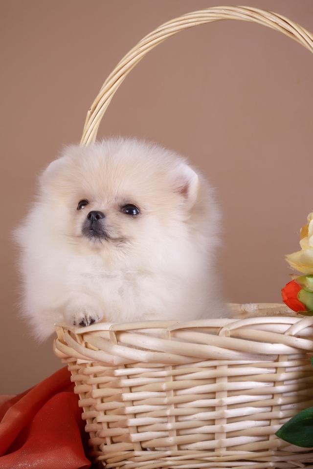 Маленький шпиц сидит в корзине с цветами