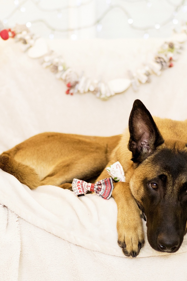 Бельгийская Овчарка Малинуа грустит на кровати