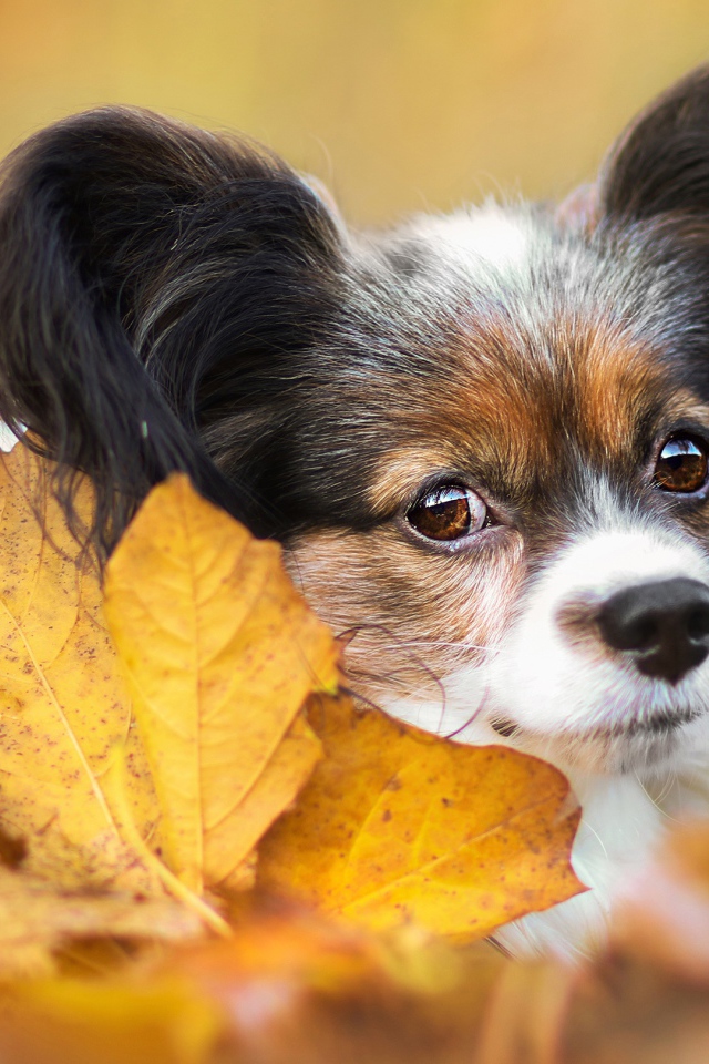 Папильон лежит в опавшей осенней листве