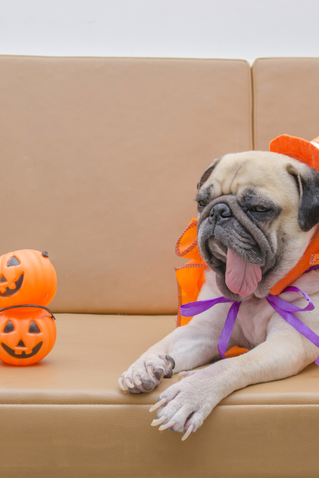 Мопс костюме на Хэллоуин лежит на диване