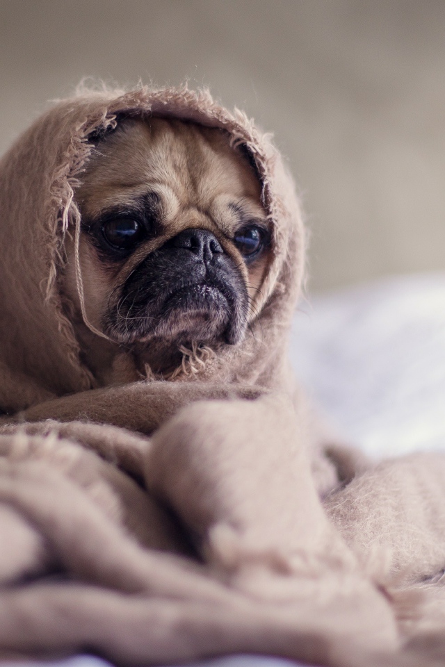 Pug wrapped in a blanket
