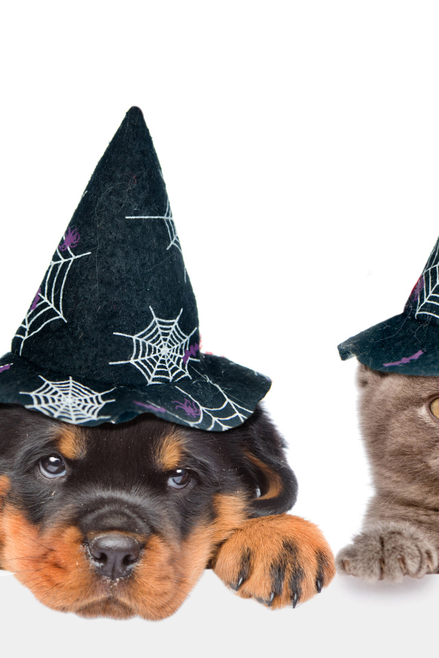 Щенок и котенок в колпаках на Хэллоуин 