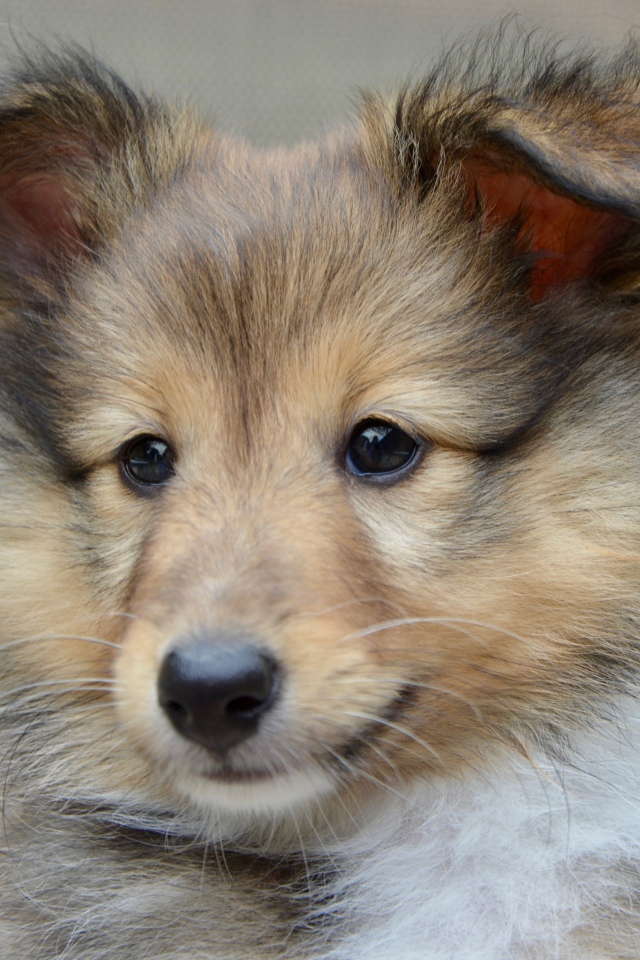 Щенок породы шетландская овчарка морда крупным планом