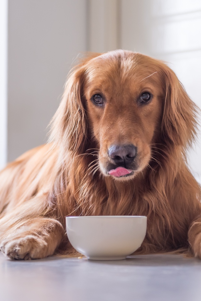 Породистая рыжая собака с чашкой 