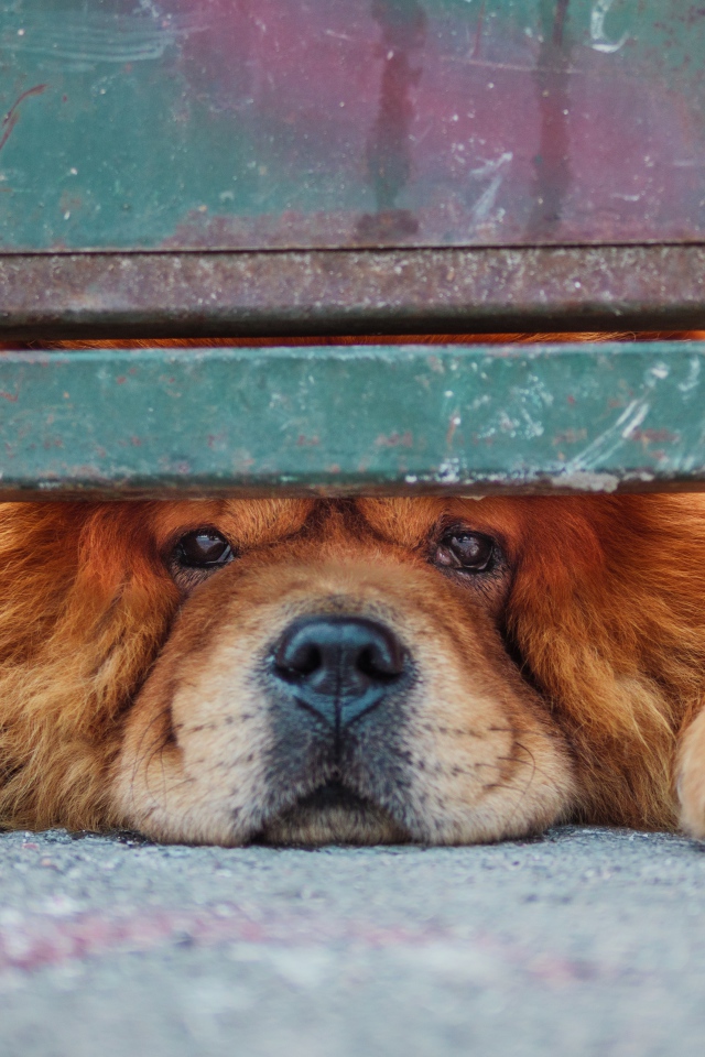 Рыжий породистый пес смотрит под забором