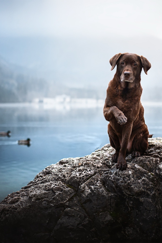Грустный коричневый пес сидит на камне у воды