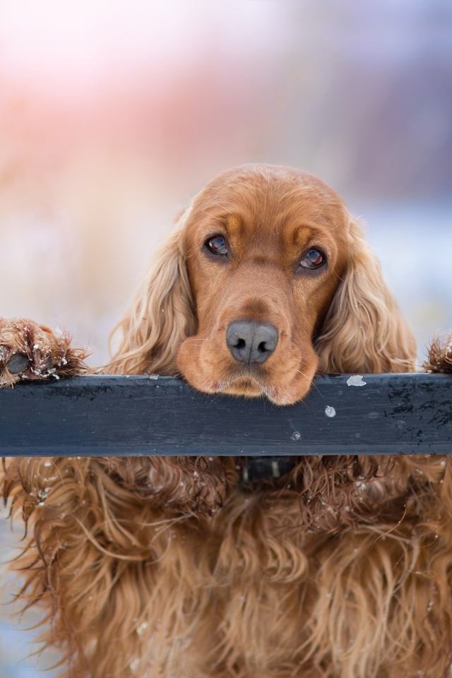 Грустный коричневый спаниель у забора 
