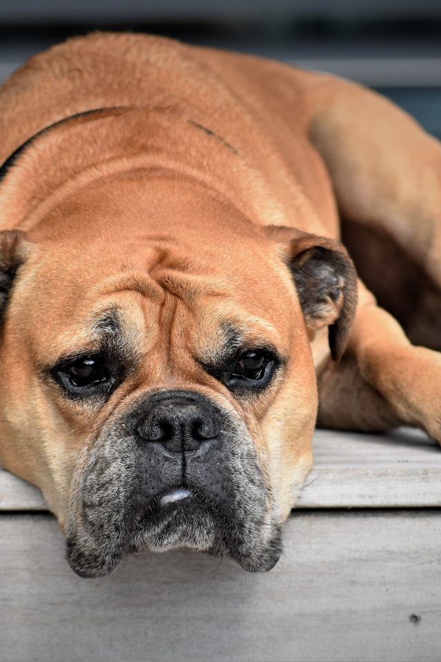 Грустный бульдог лежит на полу