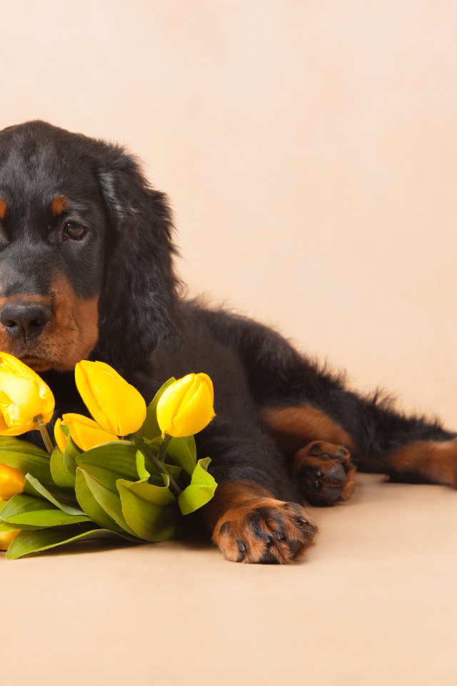 Грустный пес с букетом желтых тюльпанов