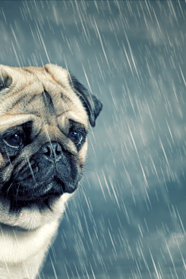 Sad pug in the rain