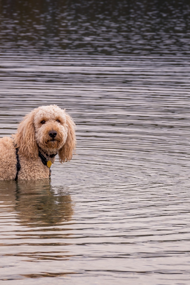 Лохматая собака стоит в воде
