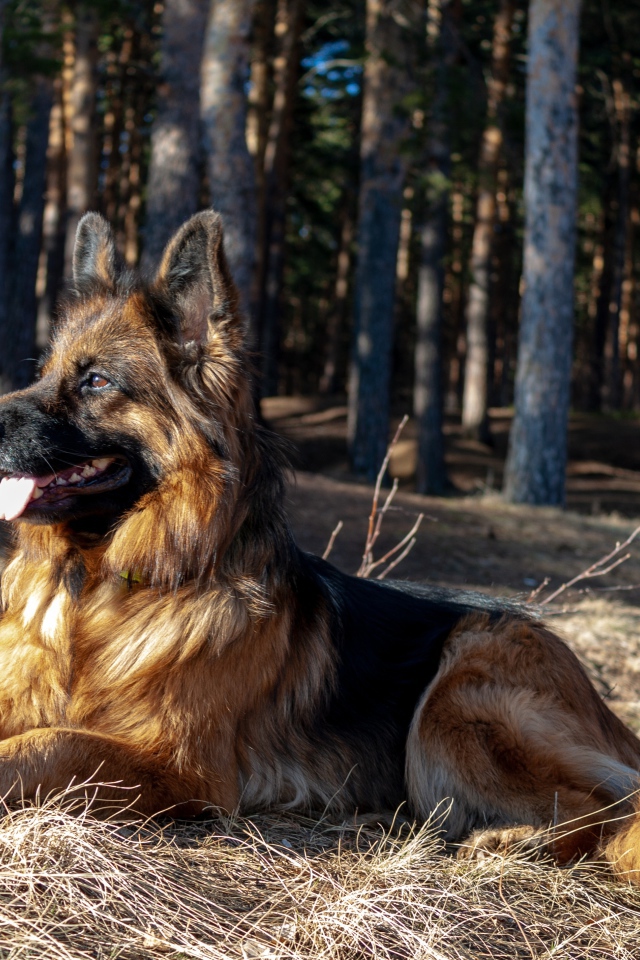 Овчарка с высунутым языком лежит на сухой траве в лесу