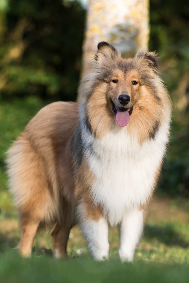 Собака породы шелти с высунутым языком