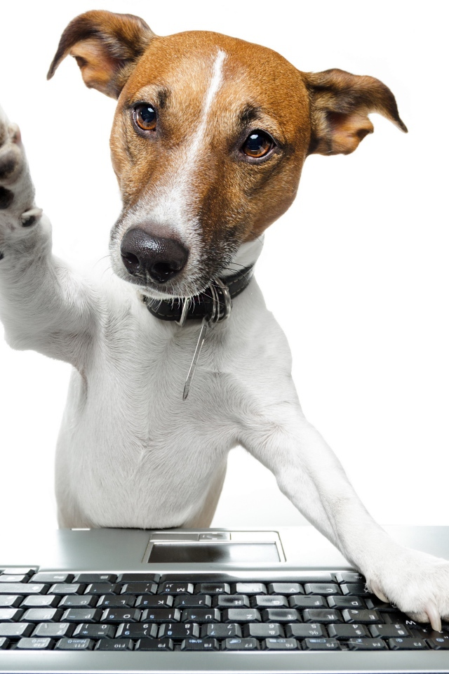 Умный пес в ошейнике за ноутбуком на белом фоне