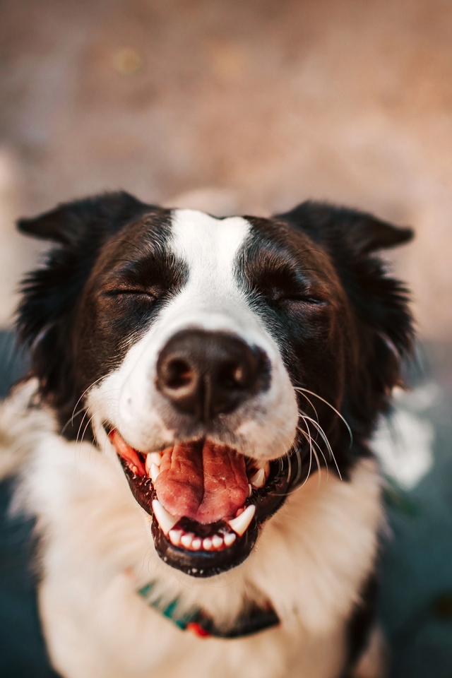 Smiling dog breed border collie