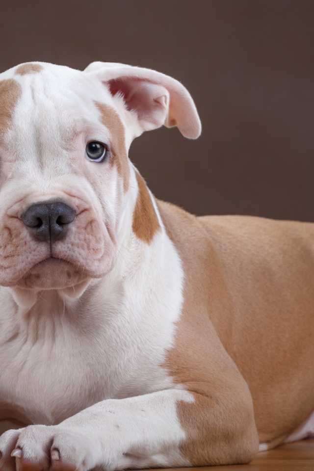 Щенок стаффа на деревянном полу