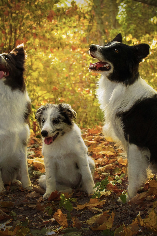 Три собаки породы Бордер-колли в осеннем лесу