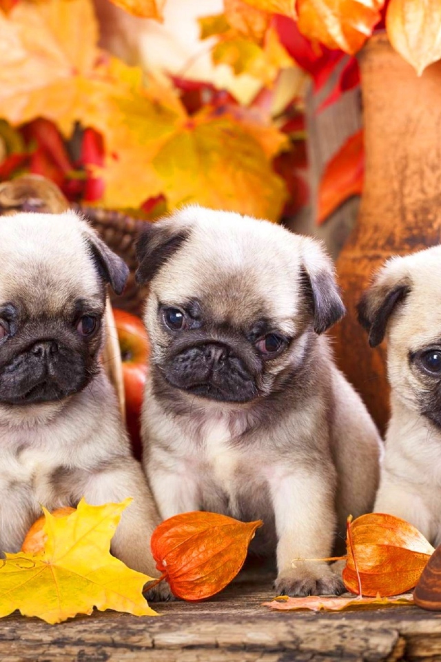 Three little pugs sit on the background of autumn leaves