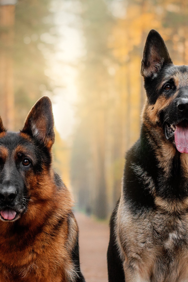 Two beautiful German Shepherd Dogs with tongue hanging out in the forest