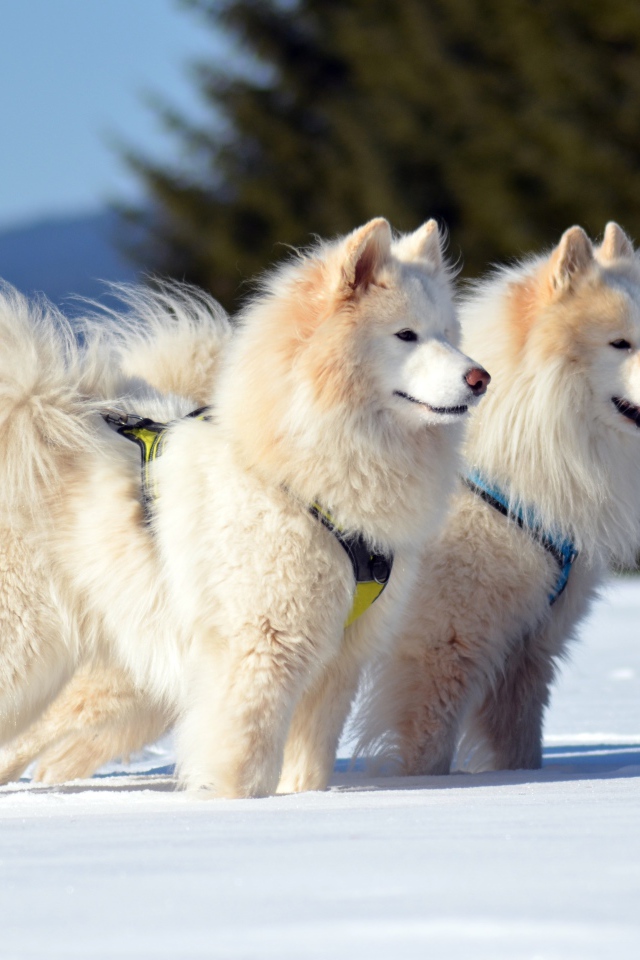 Две красивые пушистые белые Самоедские собаки на снегу